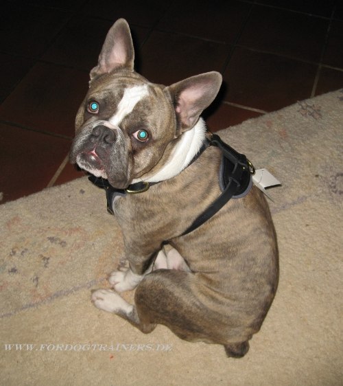 Royales Leder Geschirr für Französische Bulldogge